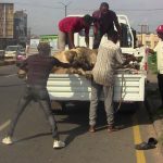 OYRLEA Cracks Down on Open Grazing, Impounds Six Cows in Ibadan